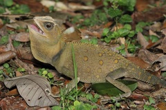 Titiwangsa Horned Tree Lizard photo 4