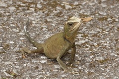Titiwangsa Horned Tree Lizard photo 3