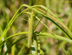 Carex fascicularis