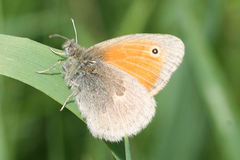 Coenonympha pamphilus marginata