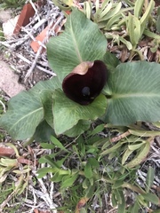 Arum pictum