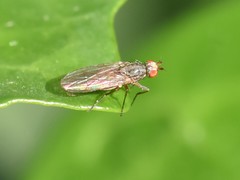 Tephrochlamys rufiventris