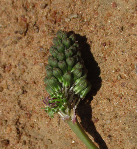 Ledebouria marginata image