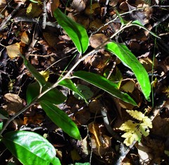 Elaeagnus × ebbingei