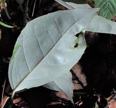 Elaeagnus × ebbingei