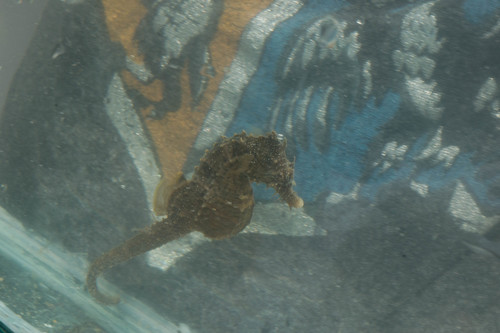 Northern Seahorse photographed in Virginia