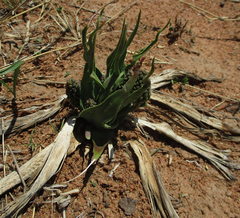 Ledebouria marginata image