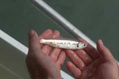 Anchoa hepsetus