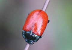 Melasomoptera