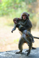 Formosan Rock Macaque photo 5