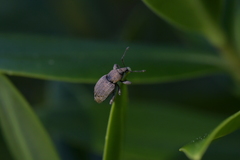 Chalepistes compressus