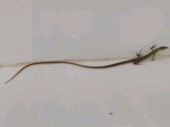Takydromus sexlineatus