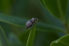 Chalepistes compressus