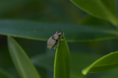 Chalepistes compressus