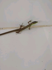 Takydromus sexlineatus
