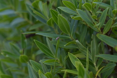 Chalepistes compressus