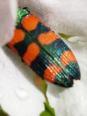 Castiarina vegeta