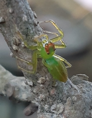 Epeus flavobilineatus