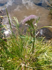 Sajanella monstrosa