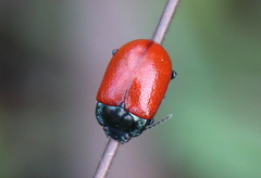 Melasomoptera