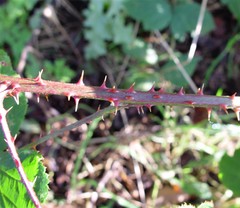 Rubus errabundus
