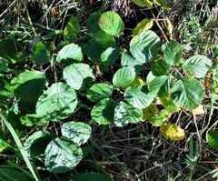 Rubus errabundus