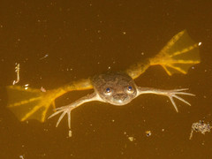 Xenopus muelleri