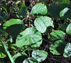 Rubus errabundus