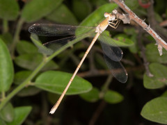 Lestes pallidus