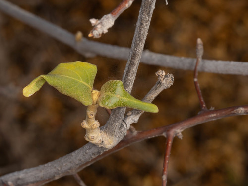 Stephanotis macrantha image