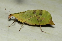 Leptoderes ornatipennis