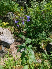 Nepeta sibirica