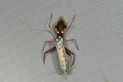 Epidaus famulus