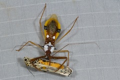 Epidaus famulus