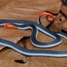 爪哇麗紋蛇 - Photo 由 dhfischer 所上傳的 (c) dhfischer，保留部份權利CC BY-NC