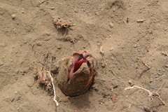 Hydnora abyssinica