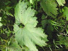 Gunnera mexicana
