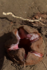 Hydnora abyssinica