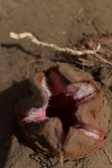 Hydnora abyssinica