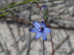 Thelymitra azurea