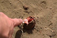 Hydnora abyssinica