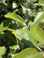 Delias pasithoe