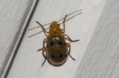 Leptaulaca undecimpunctata