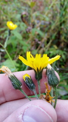Hieracium krylovii
