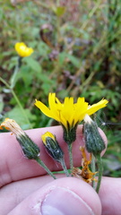 Hieracium krylovii