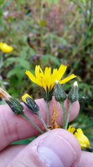 Hieracium krylovii