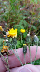 Hieracium krylovii