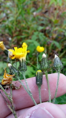 Hieracium krylovii