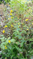 Hieracium krylovii