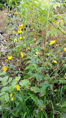 Hieracium krylovii
